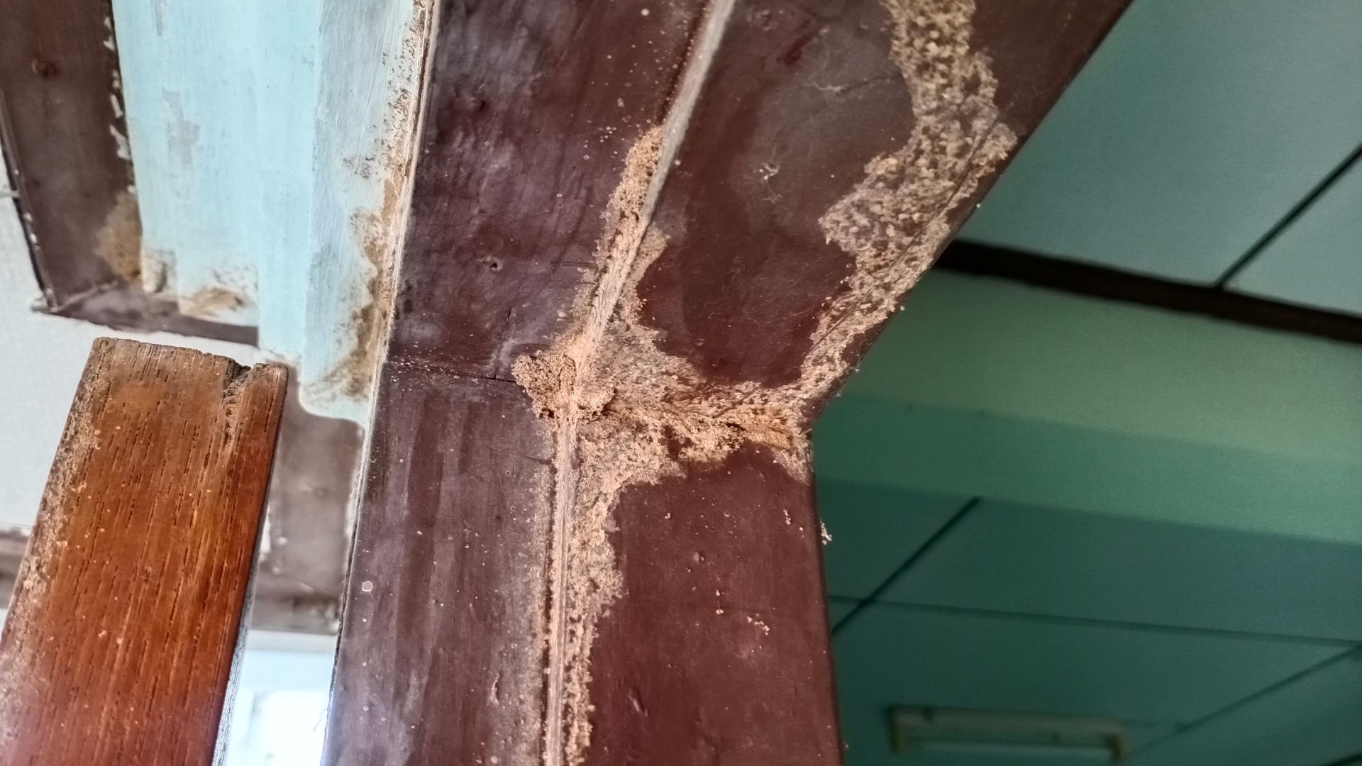 Termite-hollowed structural framing in a New Orleans home