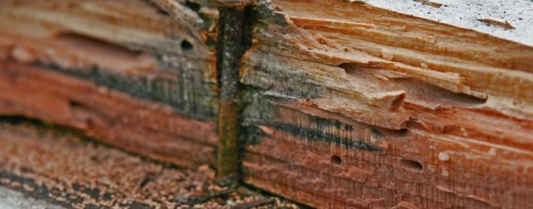 A deteriorated structural beam with the wood delaminated and eaten away along the grain