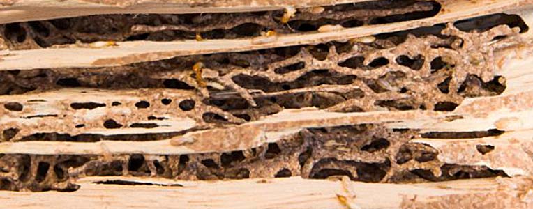 Termite galleries honeycombed through a piece of structural wood, with pale Formosan workers visible inside the tunnels