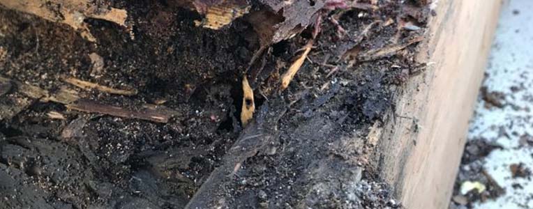 Termite-hollowed sill plate in a New Orleans home — the wood eaten out from the inside and packed with soil, leaving a thin outer shell on the foundation
