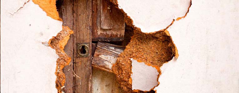 A wall opened up to expose a termite-damaged wall stud behind the plaster, with frass and debris spilling out